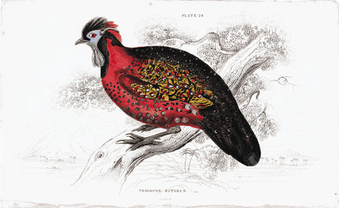 Tragopan Satyrus Hand Colored Plate