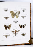 Anatomical and Zoological Researches: Comprising an account of the zoological results of the two expeditions to western Yunnan in 1868 and 1875