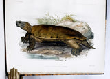 Anatomical and Zoological Researches: Comprising an account of the zoological results of the two expeditions to western Yunnan in 1868 and 1875