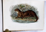 Anatomical and Zoological Researches: Comprising an account of the zoological results of the two expeditions to western Yunnan in 1868 and 1875