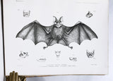 Anatomical and Zoological Researches: Comprising an account of the zoological results of the two expeditions to western Yunnan in 1868 and 1875