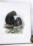 Anatomical and Zoological Researches: Comprising an account of the zoological results of the two expeditions to western Yunnan in 1868 and 1875