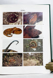 Snakes of the Agkistrodon Complex: A Monographic Review