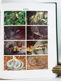 Snakes of the Agkistrodon Complex: A Monographic Review