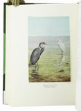 Birds of Arabia