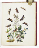 British Moths and their Transformations, 2 volumes
