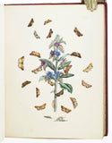 British Moths and their Transformations, 2 volumes
