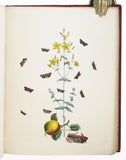 British Moths and their Transformations, 2 volumes