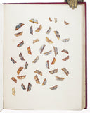 British Moths and their Transformations, 2 volumes