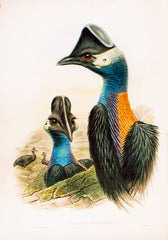 Westermann's Cassowary, Casuarius westermanni, Hand-Colored Lithograph