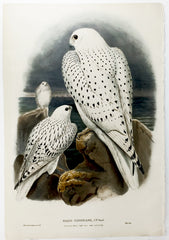 Wolf, Gould, and Richter Greenland Falcon Hand-Colored Plate