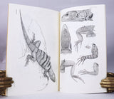 Herpetology of Lower California