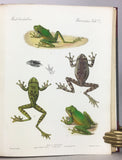 Biologia Centrali-Americana: Reptilia and Batrachia