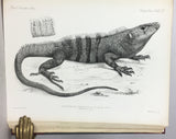 Biologia Centrali-Americana: Reptilia and Batrachia