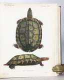 Biologia Centrali-Americana: Reptilia and Batrachia