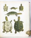 Biologia Centrali-Americana: Reptilia and Batrachia