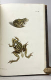 Historia naturalis Ranarum nostratium / Die naturliche Historie der Froesche hiesigen Landes