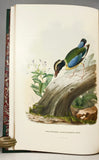 A Monograph of the Pittidae, or Family of Ant Thrushes (first edition)