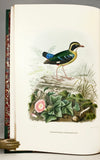 A Monograph of the Pittidae, or Family of Ant Thrushes (first edition)