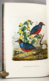 A Monograph of the Pittidae, or Family of Ant Thrushes (first edition)