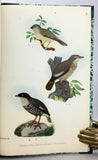 Beitrag zur Fauna Centralpolynesiens. Ornithologie der Viti-, Samoa- und Tonga- Inseln