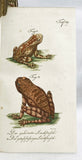 Herrn de la Cepede's Naturgeschichte der Amphibien, oder der enerlegenden vierfussigen Thiere und der Schlangen: Eine Fortsetzung von Buffon's Naturgeschichte, in five volumes with hand-colored plates