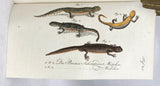 Herrn de la Cepede's Naturgeschichte der Amphibien, oder der enerlegenden vierfussigen Thiere und der Schlangen: Eine Fortsetzung von Buffon's Naturgeschichte, in five volumes with hand-colored plates