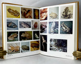 Brazilian Species of Hyla