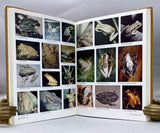 Brazilian Species of Hyla
