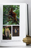Apes and Human Evolution
