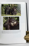 Apes and Human Evolution