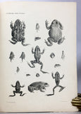Wissenschaftliche Resultate der von N.M. Przewalski nach Central-Asien unternommenen Reisen Zoologischer Teil. Band III, Abtheilung 1: Amphibien und Reptilien. Lieferung 1 to 4, complete in four parts