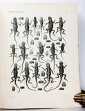 Wissenschaftliche Resultate der von N.M. Przewalski nach Central-Asien unternommenen Reisen Zoologischer Teil. Band III, Abtheilung 1: Amphibien und Reptilien. Lieferung 1 to 4, complete in four parts