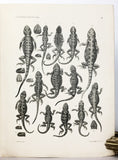 Wissenschaftliche Resultate der von N.M. Przewalski nach Central-Asien unternommenen Reisen Zoologischer Teil. Band III, Abtheilung 1: Amphibien und Reptilien. Lieferung 1 to 4, complete in four parts