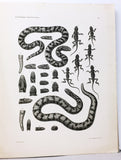 Wissenschaftliche Resultate der von N.M. Przewalski nach Central-Asien unternommenen Reisen Zoologischer Teil. Band III, Abtheilung 1: Amphibien und Reptilien. Lieferung 1 to 4, complete in four parts
