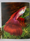 Aquarium Care of Livebearers