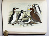 The Birds of North America, drawn and colored from nature