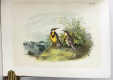 The Birds of North America, drawn and colored from nature