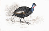 Numida Cristata Hand Colored Plate