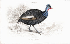 Numida Cristata Hand Colored Plate