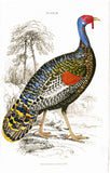 Meleagris Ocellata Hand Colored Plate