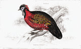 Tragopan Satyrus Hand Colored Plate
