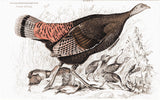 Meleagris Gallopavo (female and young) Hand Colored Plate