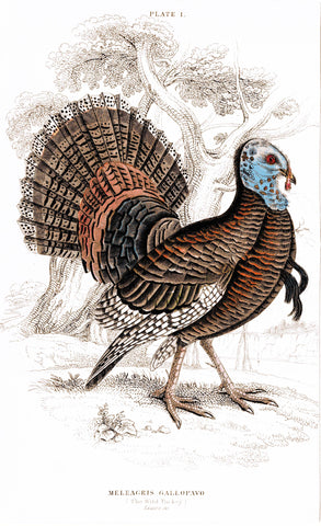 Meleagris Gallopavo Hand Colored Plate