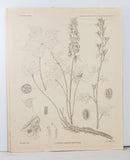 The Aconites of India: A Monograph + A Sketch of the Life of Francis Hamilton (once Buchanan) sometime Superintendent of the Honorable Company’s Botanic Garden, Calcutta (India)