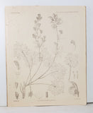 The Aconites of India: A Monograph + A Sketch of the Life of Francis Hamilton (once Buchanan) sometime Superintendent of the Honorable Company’s Botanic Garden, Calcutta (India)