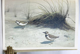 The Shorebirds of North America