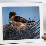 El Libro De Las Aves De Mexico (Spanish Edition)