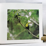 El Libro De Las Aves De Mexico (Spanish Edition)
