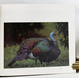 El Libro De Las Aves De Mexico (Spanish Edition)